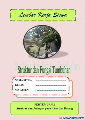 Struktur dan JAringan Akar dan Batang