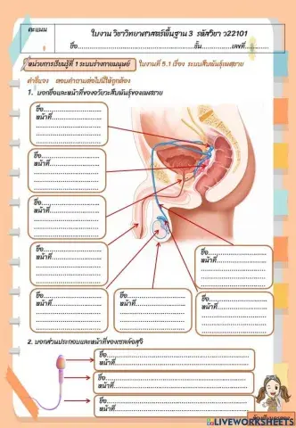 ใบงานที่ 5.1 ระบบสืบพันธุ์
