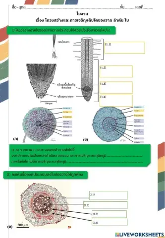 โครงสร้างและหน้าที่ของดอก