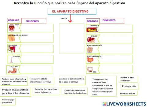 El aparato digestivo