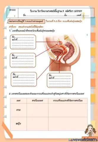 ใบงานที่ 5.2 ระบบสืบพันธุ์เพศหญิง
