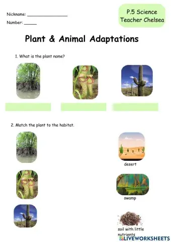 Plant & Animal Adaptations