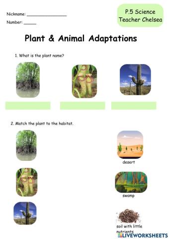 Plant & Animal Adaptations