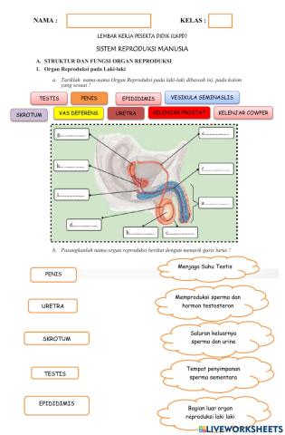 Sistem Reproduksi Laki laki dan Spermatogenesis