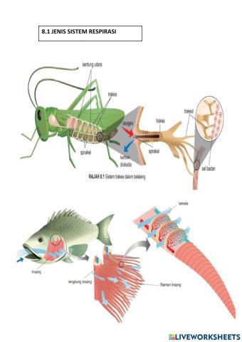 Jenis sistem respirasi