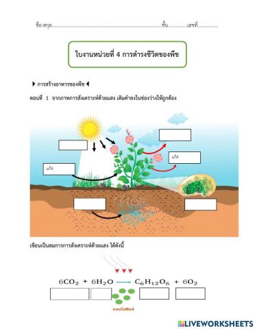 ใบงานการดำรงชีวิตขvงพืช