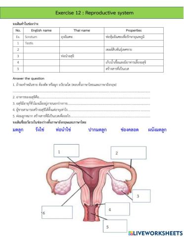 Reproductive system