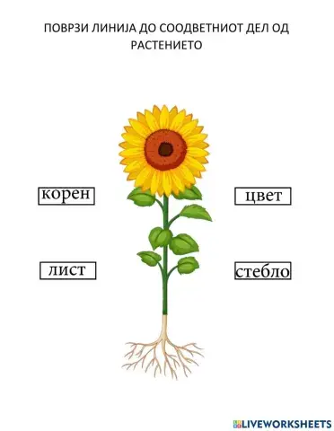 Делови на растение