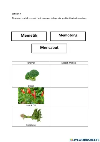 Menuai hasil tanaman hidroponik