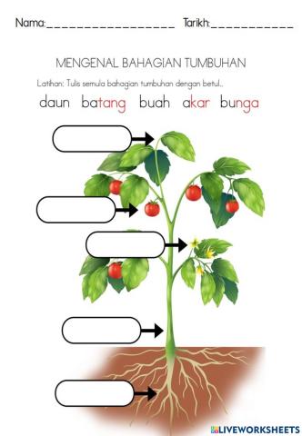 Mengenal Bahagian Tumbuhan