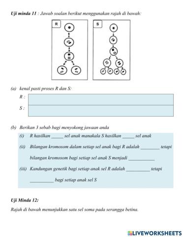 Perbezaan mitosis dan meiosis