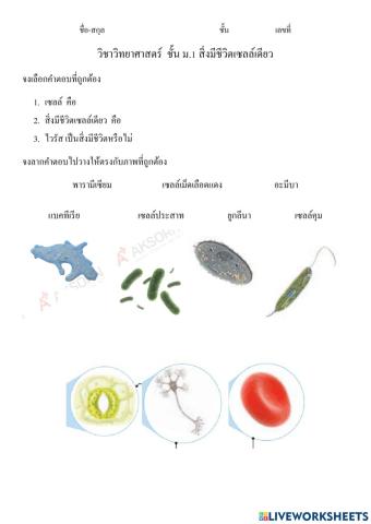 สิ่งมีชีวิตเซลล์เดียว