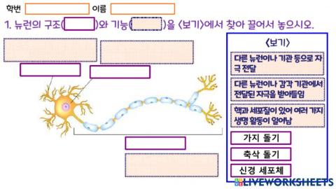 뉴런의 종류와 기능