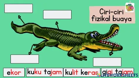 Ciri-ciri Fizikal Buaya