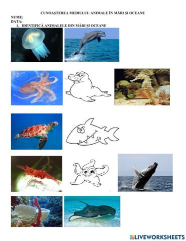 Cunoașterea mediului - Animale în mări și oceane