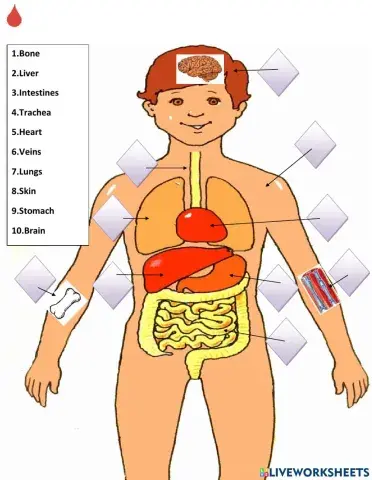 INTERNAL BODY PARTS MATCHING
