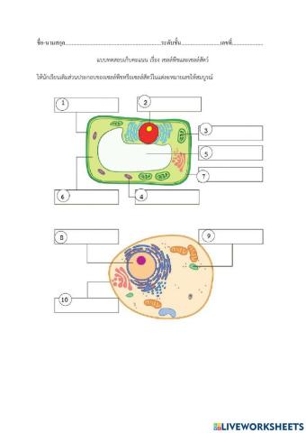เซลล์พืชและเซลล์สัตว์