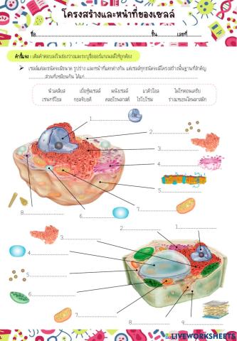 โครงสร้างและหน้าที่ของเซลล์
