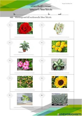 ไม้ดอกไม้ประดับ