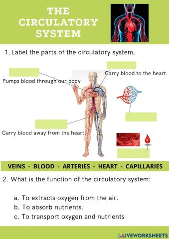 Circulatory system