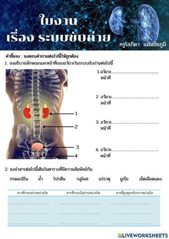 ระบบขับถ่าย