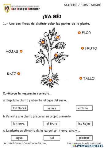 Las plantas y sus partes