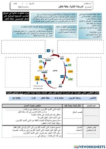 ورقة 34تفاعلية3