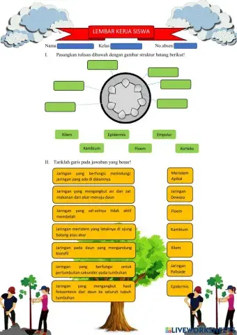 Struktur dan Fungsi Tumbuhan (Jaringan Tumbuhan)