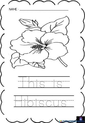 Bunga Raya - Hibiscus