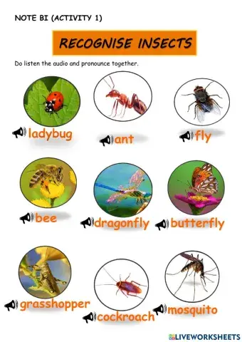 Recognise Insects