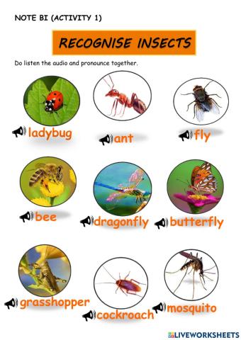 Recognise Insects