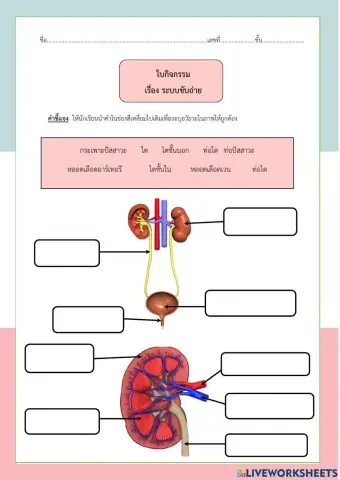 ใบกิจกรรม เรื่อง ระบบขับถ่าย