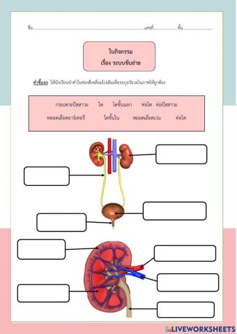 ใบกิจกรรม เรื่อง ระบบขับถ่าย