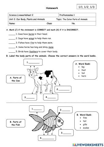 Body Parts of Animals