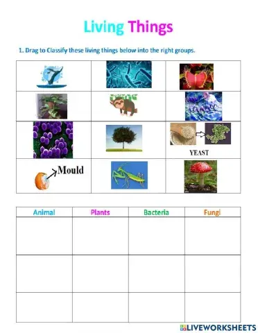 4 groups of living things