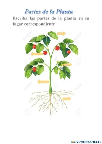 Partes de una Planta
