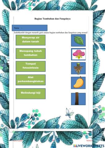 Bagian Tumbuhan dan Fungsinya