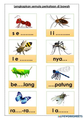 Nama serangga