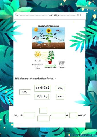 กระบวนการสังเคราะห์ด้วยแสง ป.4
