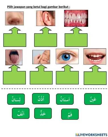 Bahasa Arab Tahun 2 جسمي السليم (Ms 58)