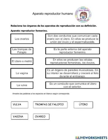 Reproducción humana