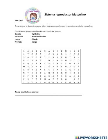 Reproducción masculina