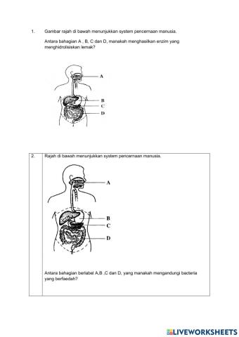 Pencernaan dan asimilasi
