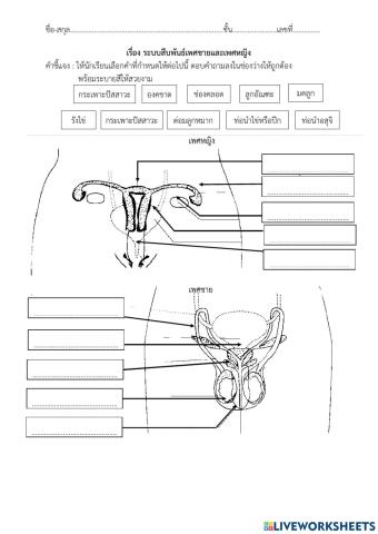 ใบงานพัฒนาการทางเพศ