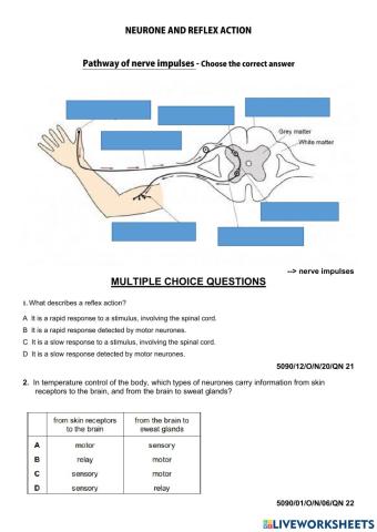 Neuron and pathway of reflex action