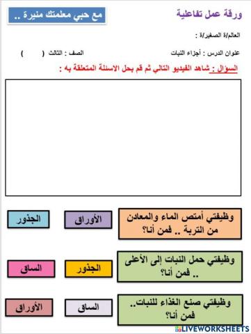 أجزاء النبات
