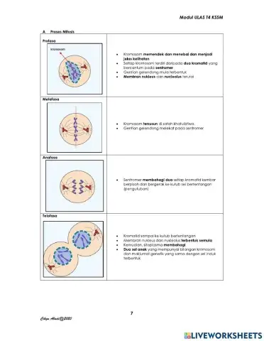 Mitosis meiosis