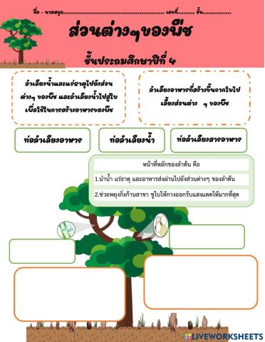 ส่วนประกอบของพืช เรื่อง ลำต้น