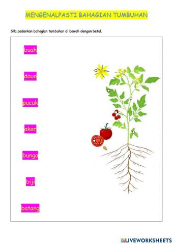 Mengenalpasti bahagian tumbuhan