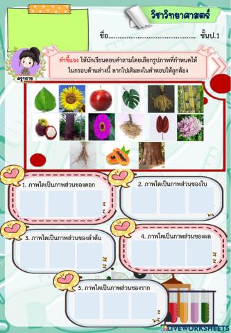 ใบงานส่วนต่างๆของพืชป.1 By ครูทราย